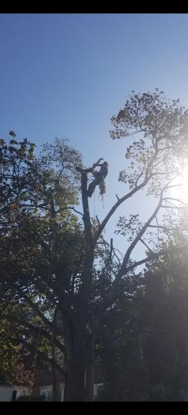 T•B Tree Climbers