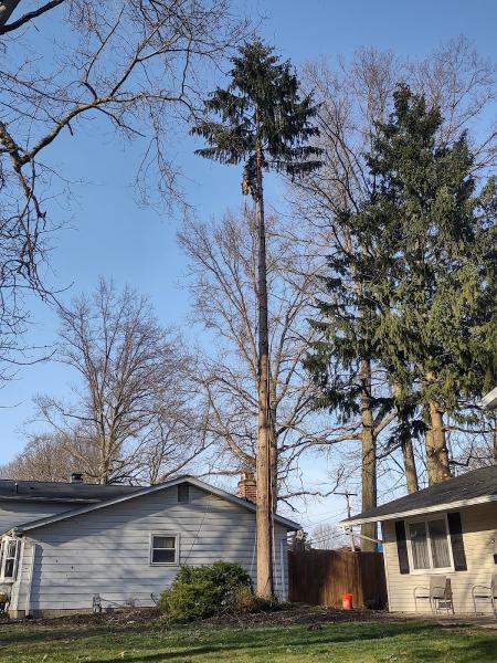 T•B Tree Climbers