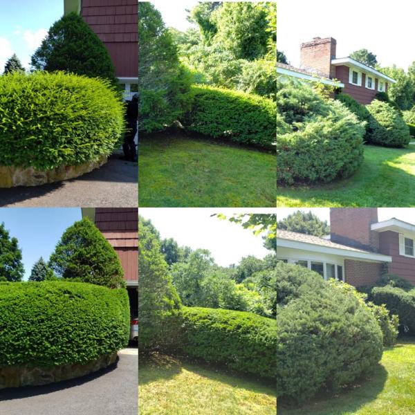 Leon Landscaping Pros