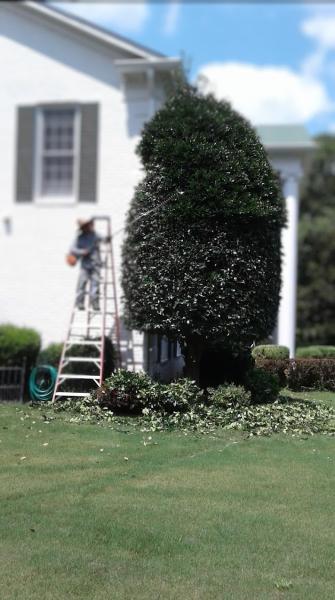 D. O . Santos Lawn Care & Landscaping. Mexican Power