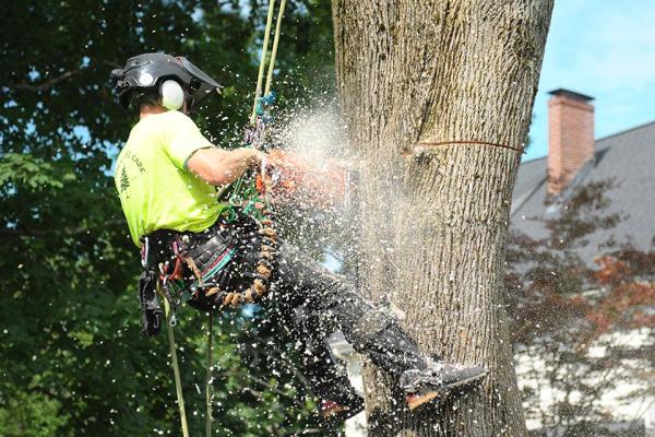 Arborway Tree Care