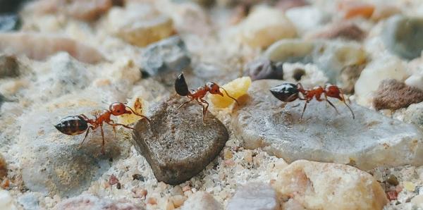 White Out Termite and Pest Control