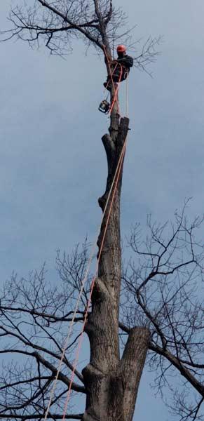 YAS Tree Services INC