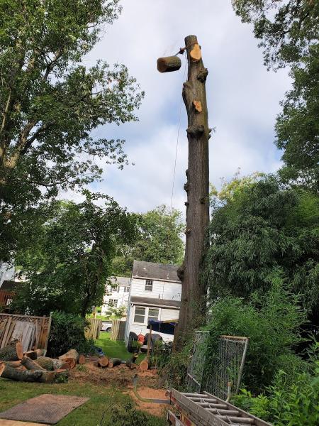 YAS Tree Services INC