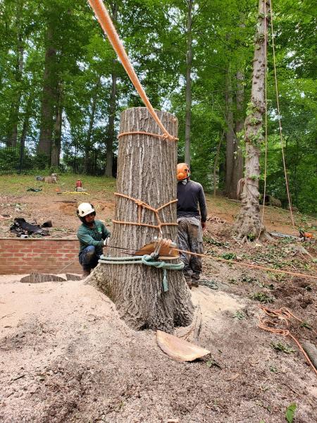 YAS Tree Services INC