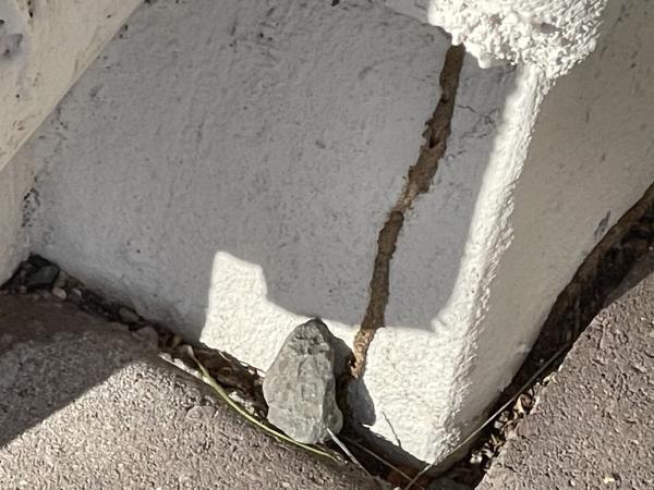Hopper Pest Control