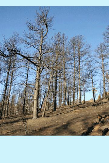 Boulder Tree Service