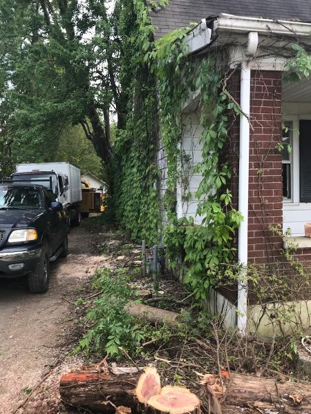 Mullins Tree Service Llc