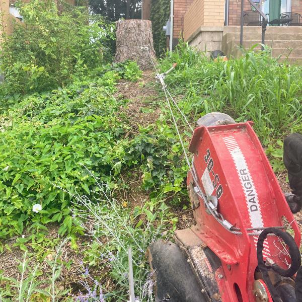 Stump Removal Pittsburgh
