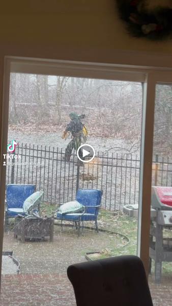 Specialty Tree Service