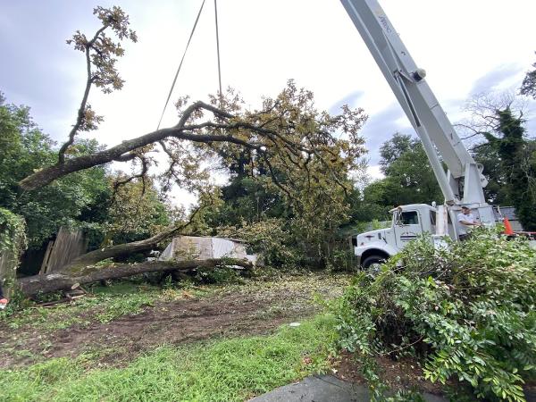 Infinity Tree Service