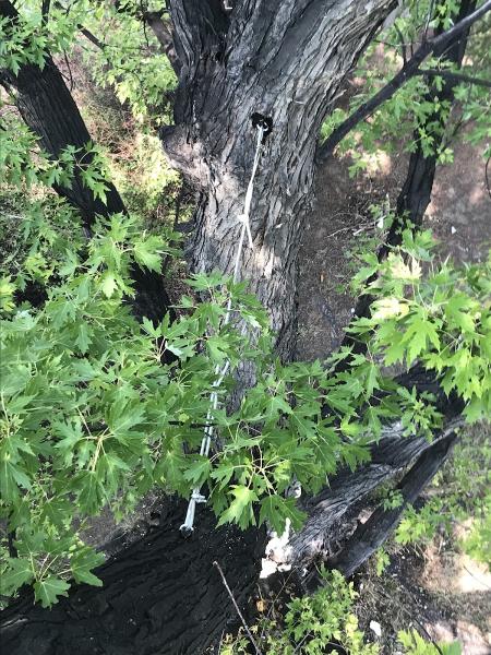 Timber Tree Service