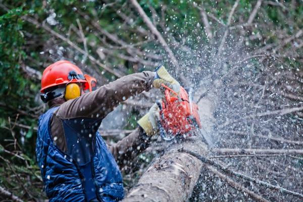 Diamond State Tree Experts
