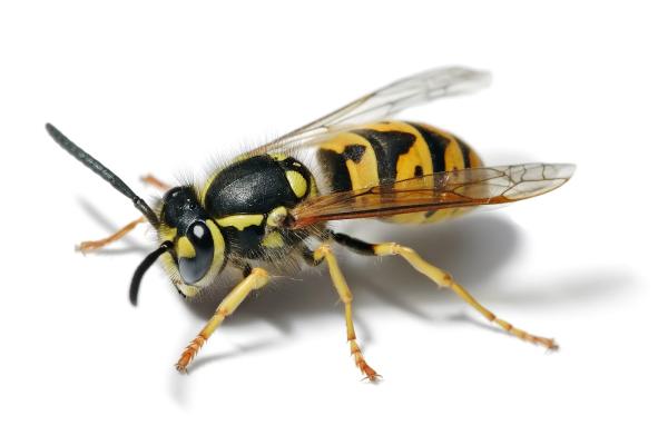Florence Pest Solutions