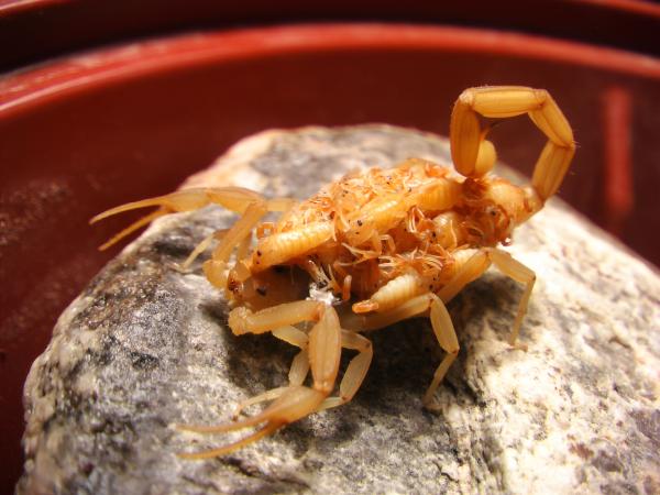 Scorpion King Exterminating