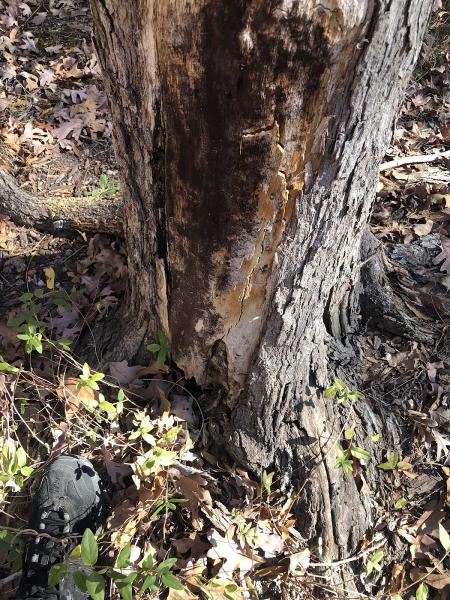 Dunlap's Tree Service