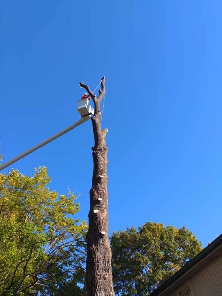 Lafayette Huesca Tree Services