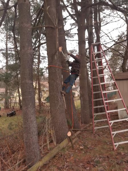 Marotta Tree Service & Landscaping LLC