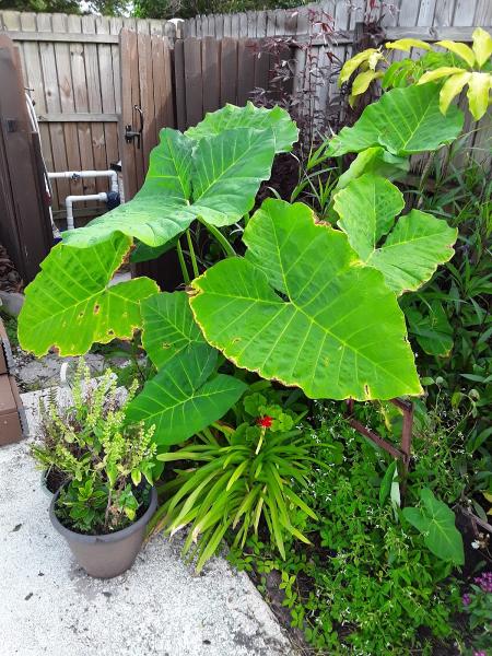 Clearwater Garden Club