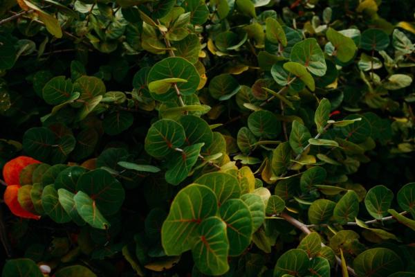 Wise Hands Landscaping Services