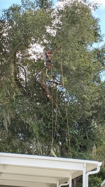 Diversified Tree Service