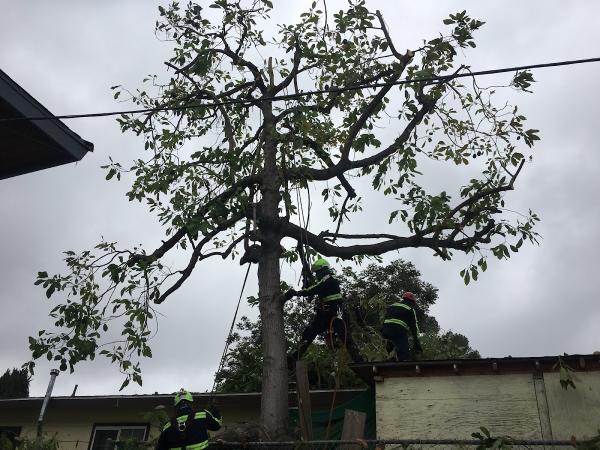 Rancho Tree Care