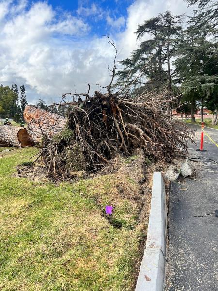 Rancho Tree Care