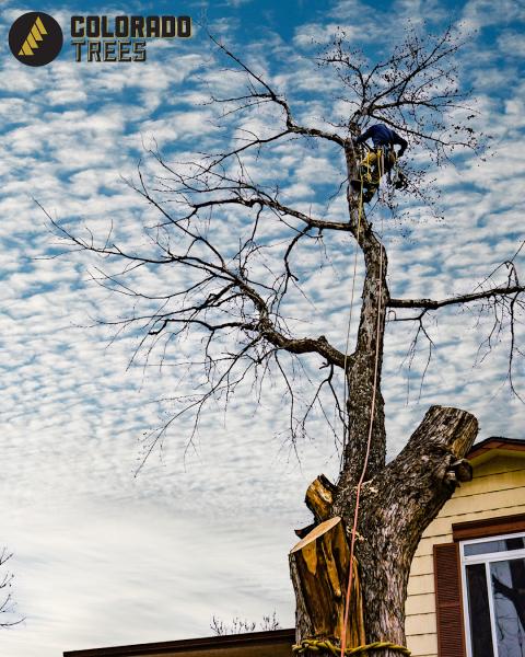 Colorado Trees