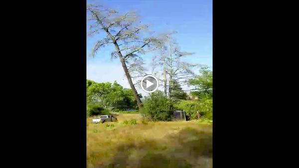 Forest Tree Services Inc.