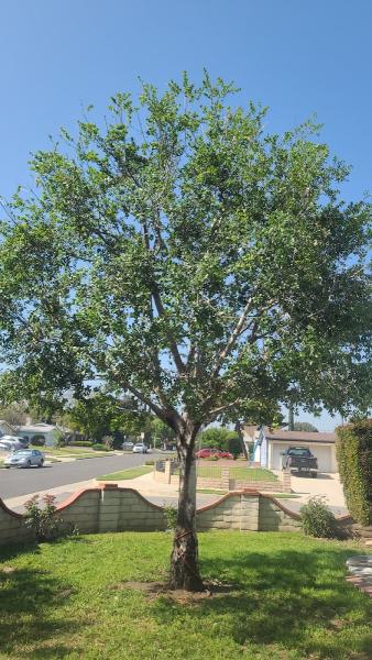 Vero's Tree Service