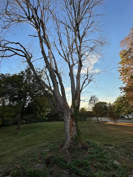 Browning Tree Service