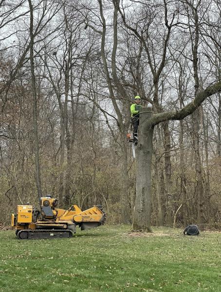 Browning Tree Service