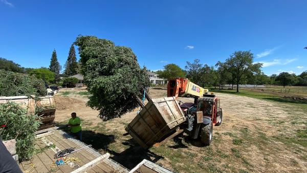 Bush Landscaping