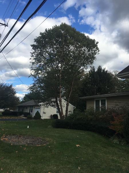 KC Tree Service LLC