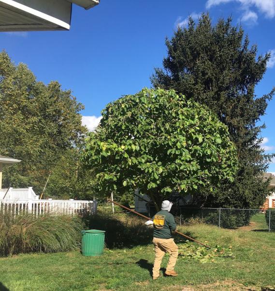 KC Tree Service LLC