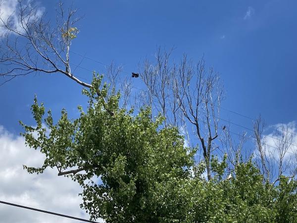 Fredy's Tree Service