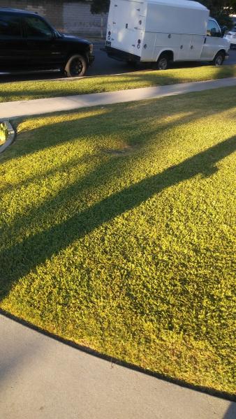 Hacienda Heights Tree Services