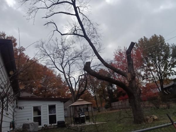 My Tree Guys