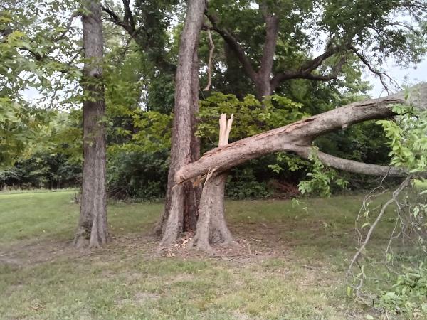 My Tree Guys