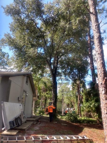 Johnson's Tree Service & Stump Grinding
