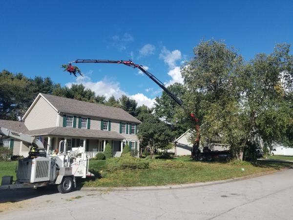 Cut-Rite Tree Services LLC