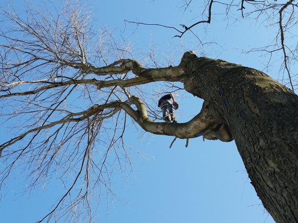 T&N Tree Naturalists