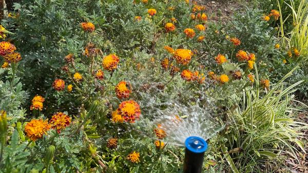 Texas Ranch Landscaping & Irrigation LLC