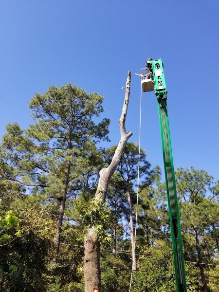 First Choice Tree Care