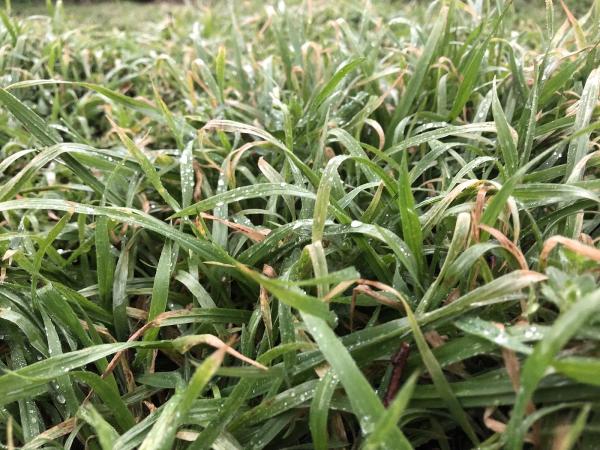 Hendrix Lawn & Landscape