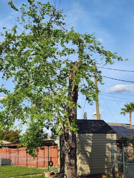 JI Tree Service