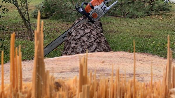 Arborworks