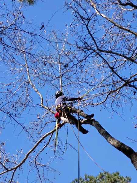 Arborworks