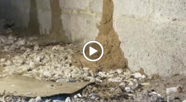 Green Palm Pest Control