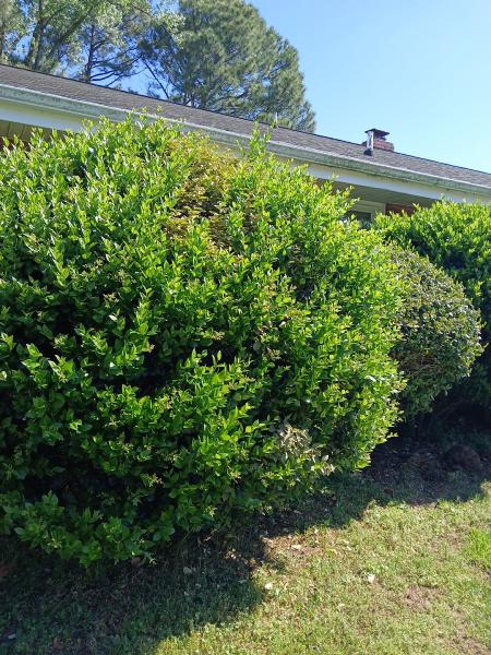 Chesapeake Bay & Brundog Landscaping
